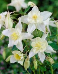 Aquilegia - Crystal Star